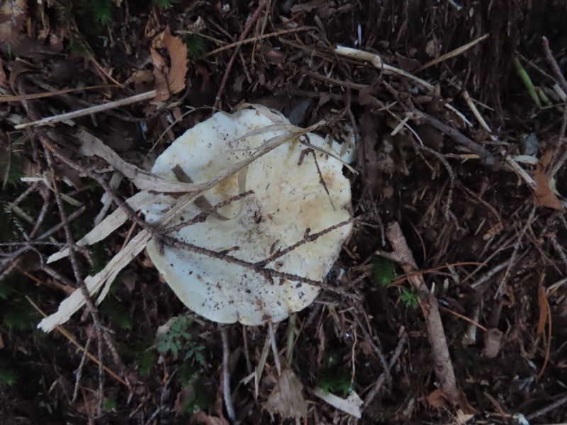 蝶ヶ岳、上高地右岸歩道