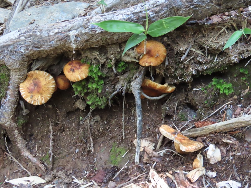 蝶ヶ岳、上高地右岸歩道