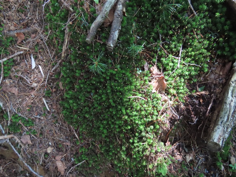 蝶ヶ岳、上高地右岸歩道