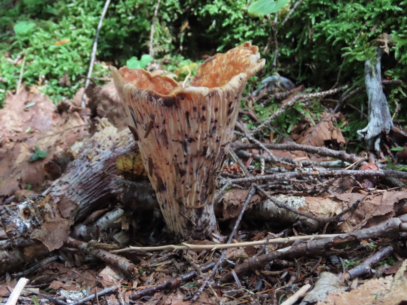 蝶ヶ岳、上高地右岸歩道