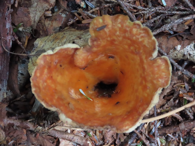 蝶ヶ岳、上高地右岸歩道