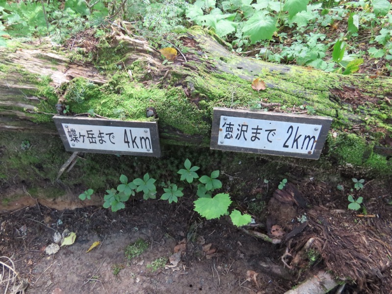 蝶ヶ岳、上高地右岸歩道