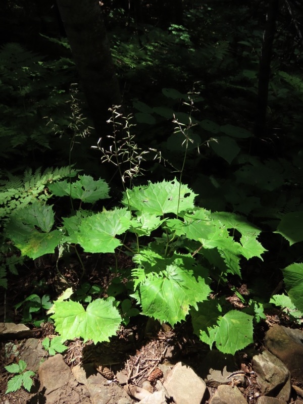 蝶ヶ岳、上高地右岸歩道
