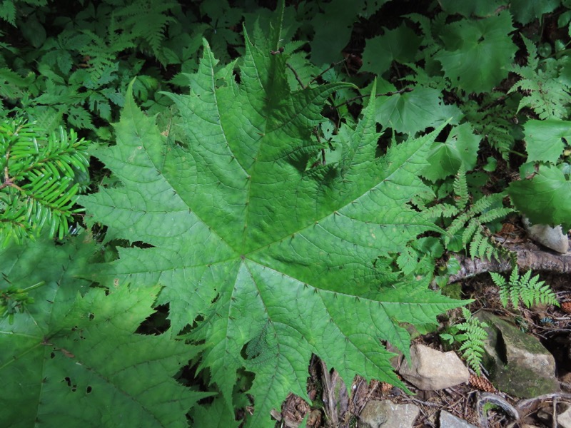 蝶ヶ岳、上高地右岸歩道