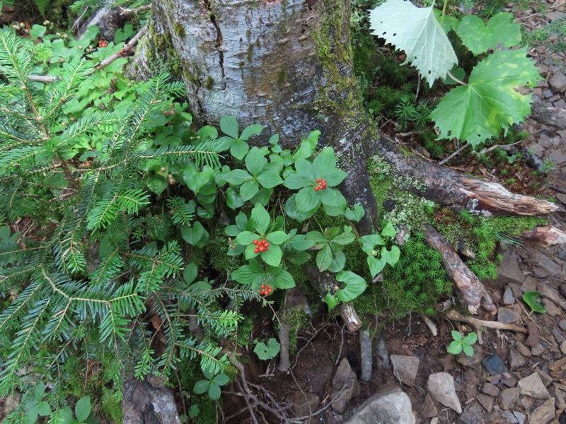 蝶ヶ岳、上高地右岸歩道
