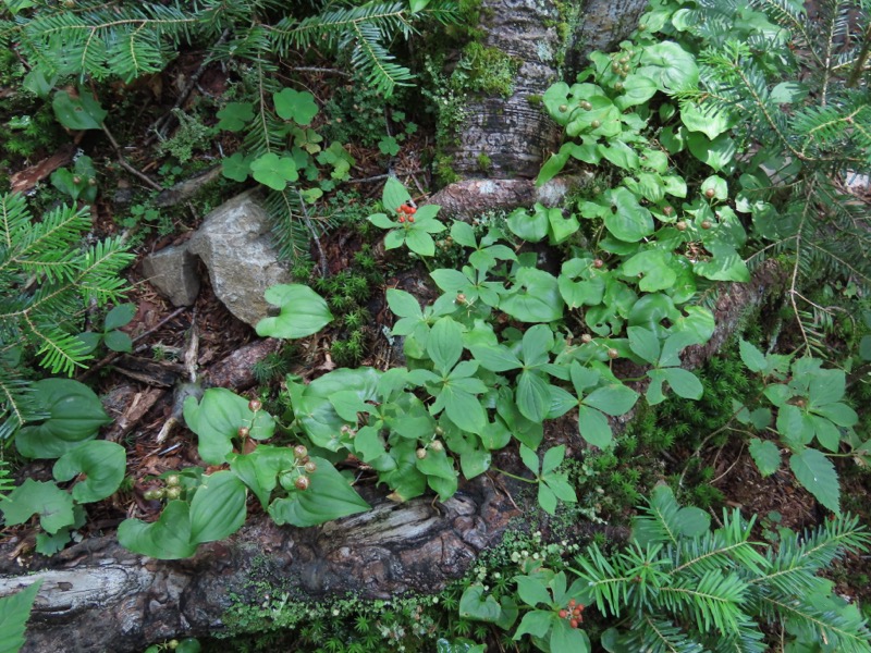 蝶ヶ岳、上高地右岸歩道