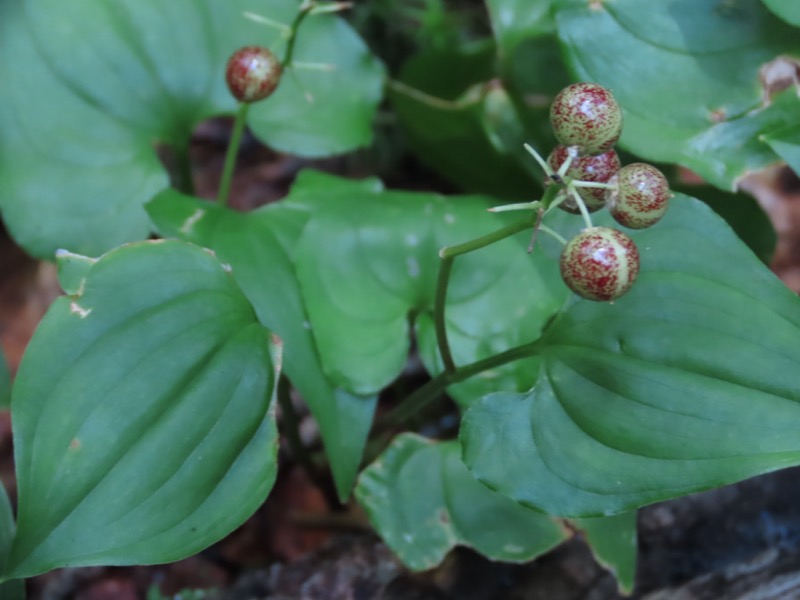 蝶ヶ岳、上高地右岸歩道