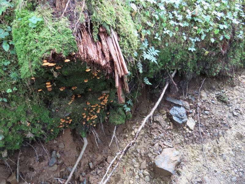 蝶ヶ岳、上高地右岸歩道