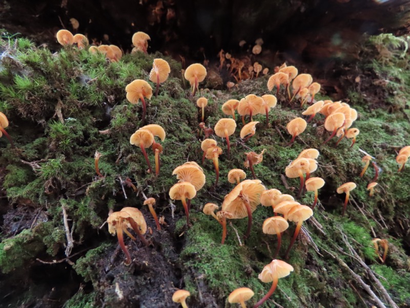 蝶ヶ岳、上高地右岸歩道