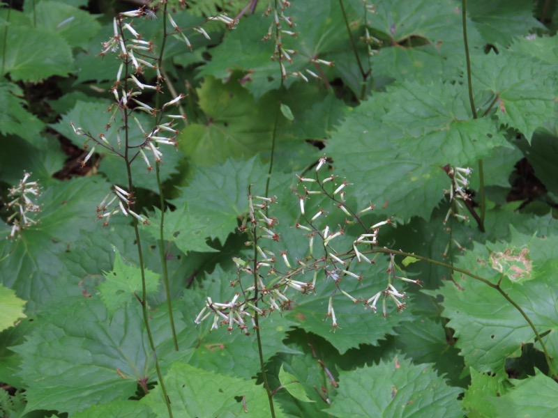蝶ヶ岳、上高地右岸歩道