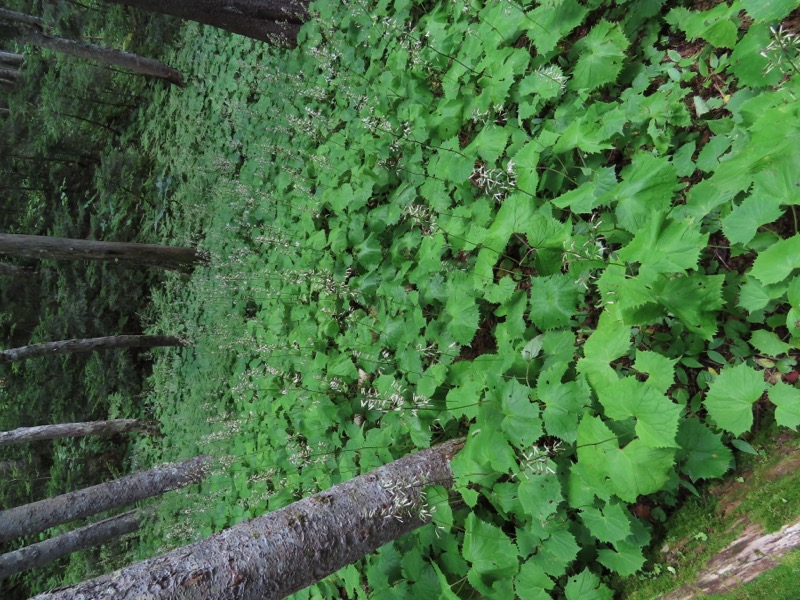 蝶ヶ岳、上高地右岸歩道
