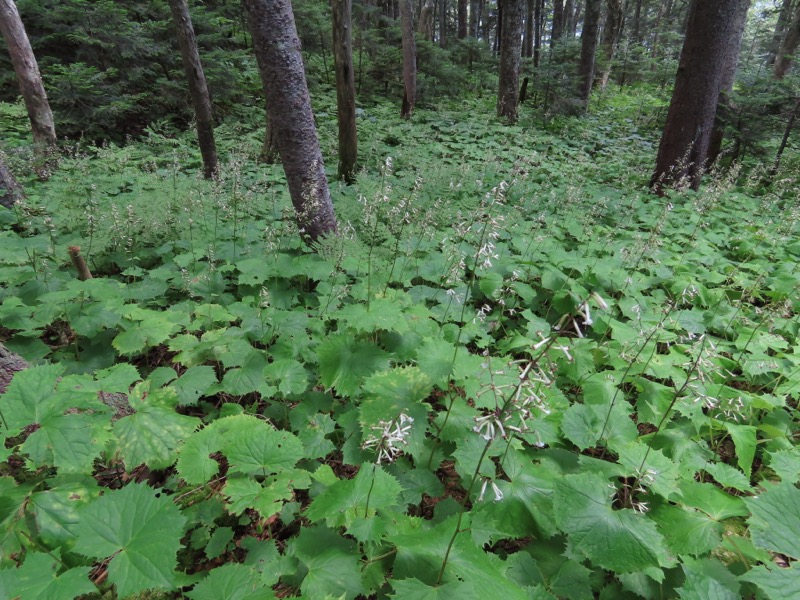 蝶ヶ岳、上高地右岸歩道