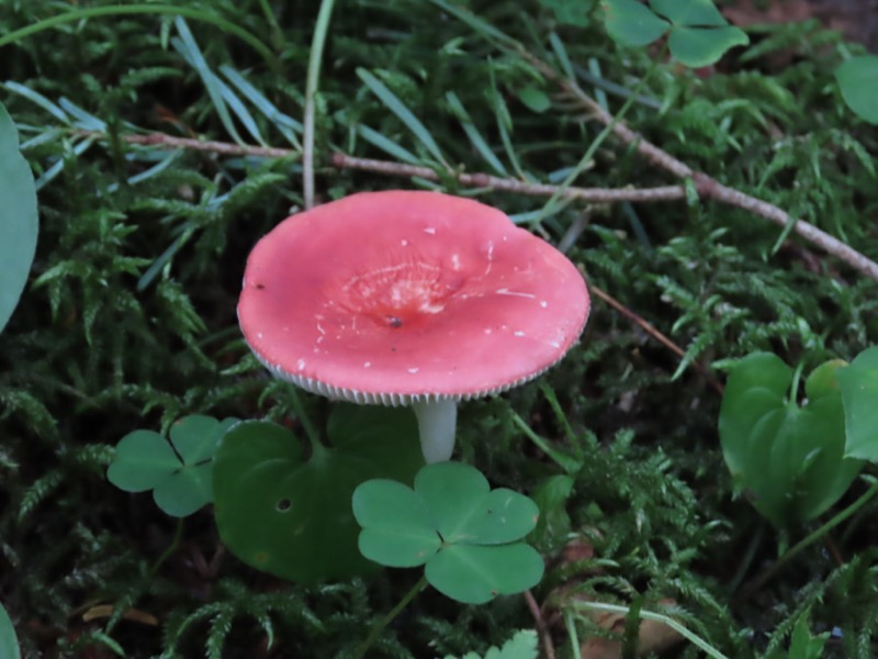 蝶ヶ岳、上高地右岸歩道