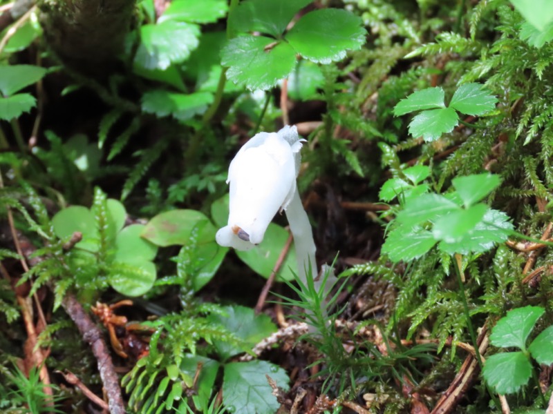 蝶ヶ岳、上高地右岸歩道