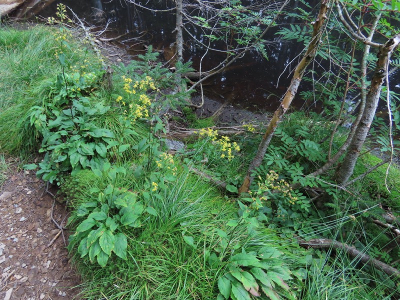 蝶ヶ岳、上高地右岸歩道