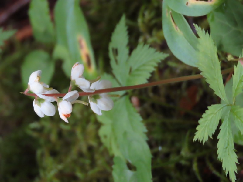 蝶ヶ岳、上高地右岸歩道