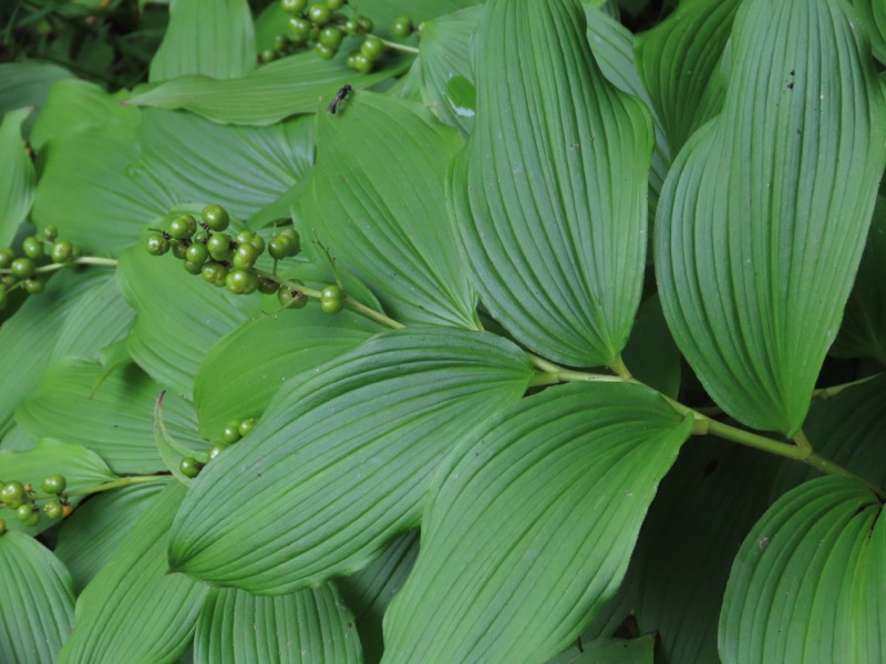 蝶ヶ岳、上高地右岸歩道
