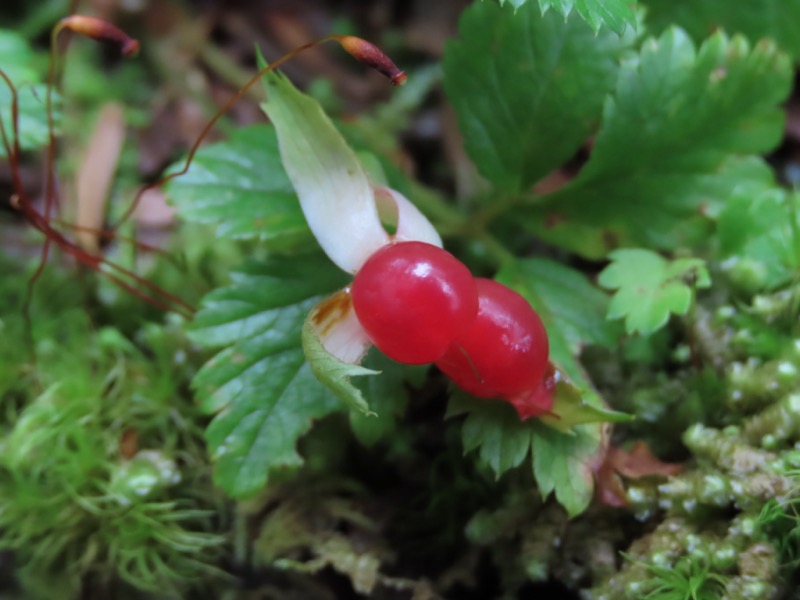 蝶ヶ岳、上高地右岸歩道
