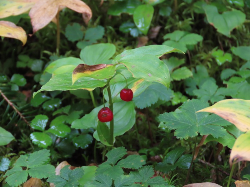 蝶ヶ岳、上高地右岸歩道