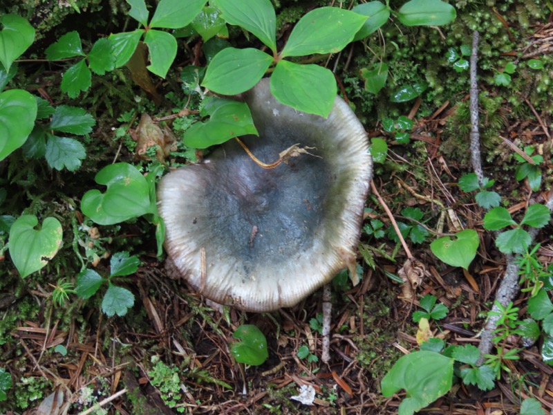 蝶ヶ岳、上高地右岸歩道