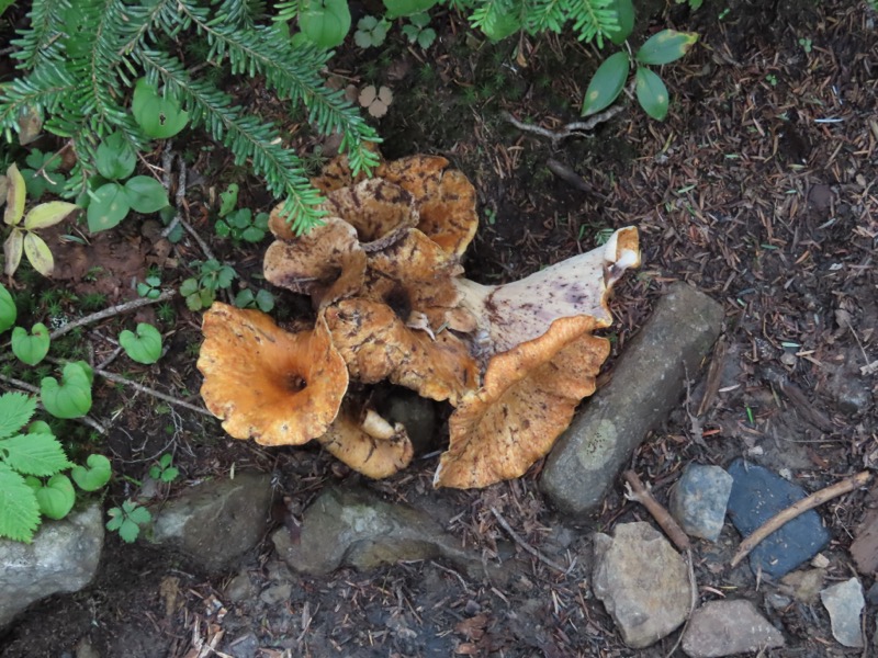 蝶ヶ岳、上高地右岸歩道