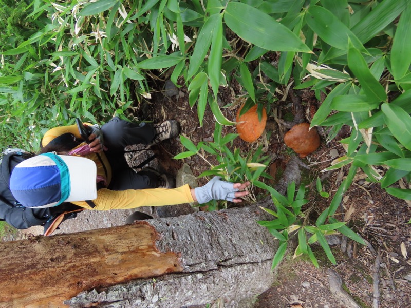 蝶ヶ岳、上高地右岸歩道