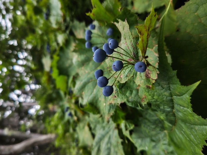 蝶ヶ岳、上高地右岸歩道