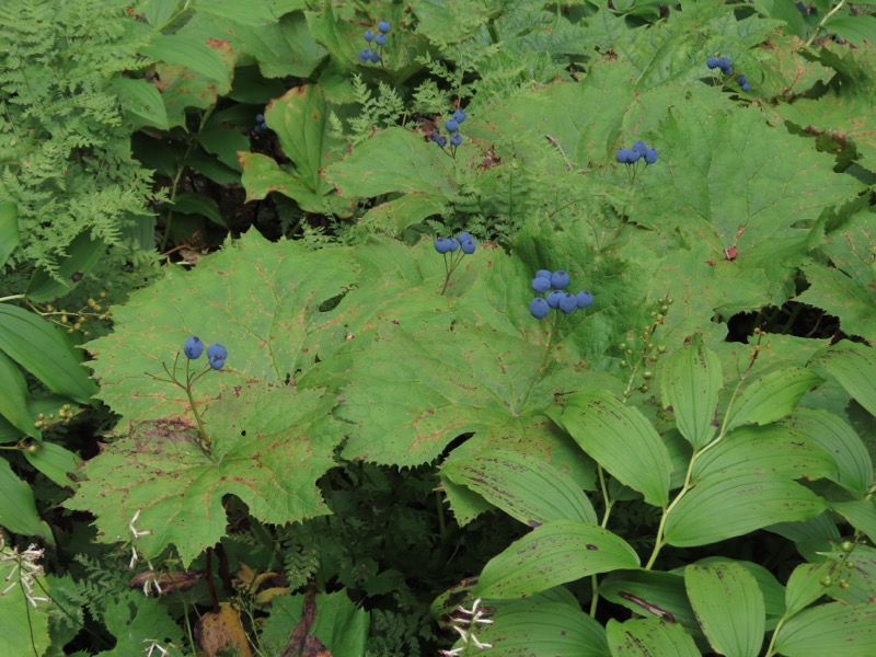 蝶ヶ岳、上高地右岸歩道