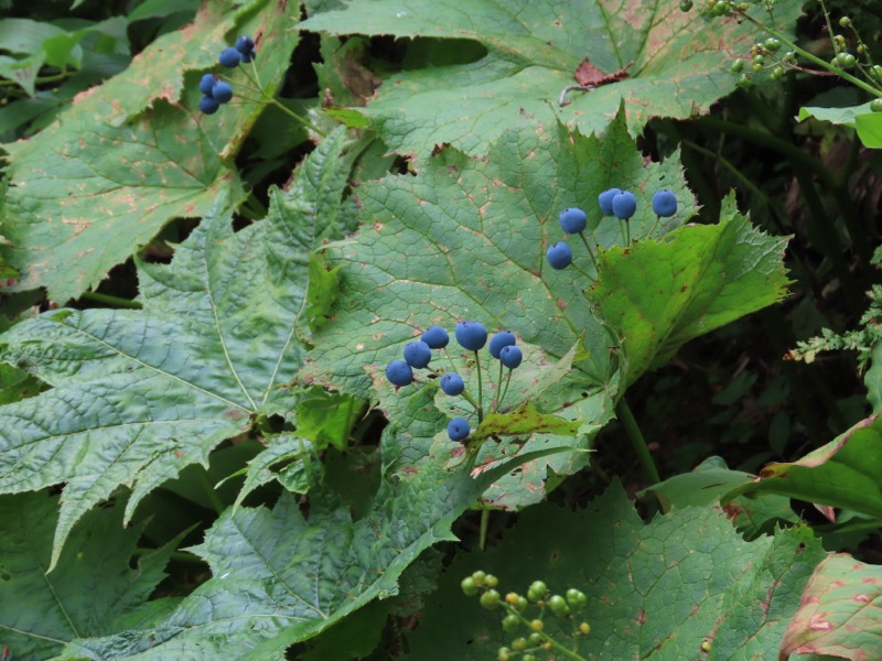 蝶ヶ岳、上高地右岸歩道