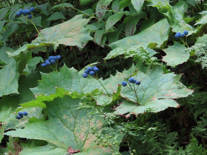 蝶ヶ岳、上高地右岸歩道