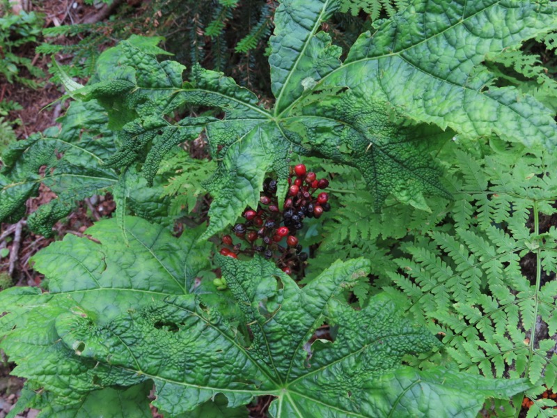 蝶ヶ岳、上高地右岸歩道