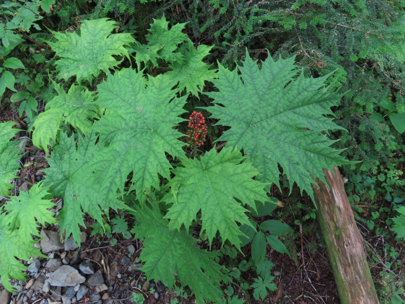蝶ヶ岳、上高地右岸歩道