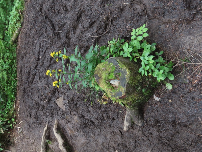 蝶ヶ岳、上高地右岸歩道