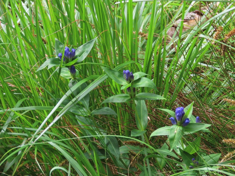 蝶ヶ岳、上高地右岸歩道