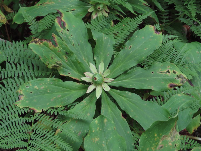 蝶ヶ岳、上高地右岸歩道