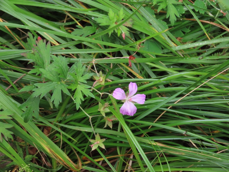蝶ヶ岳、上高地右岸歩道