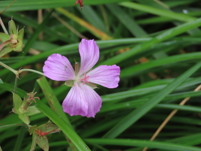 蝶ヶ岳、上高地右岸歩道