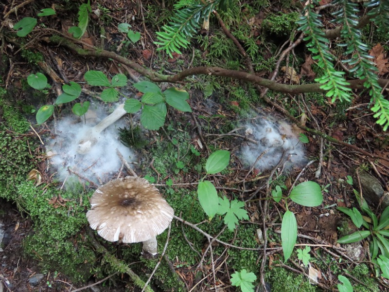 蝶ヶ岳、上高地右岸歩道