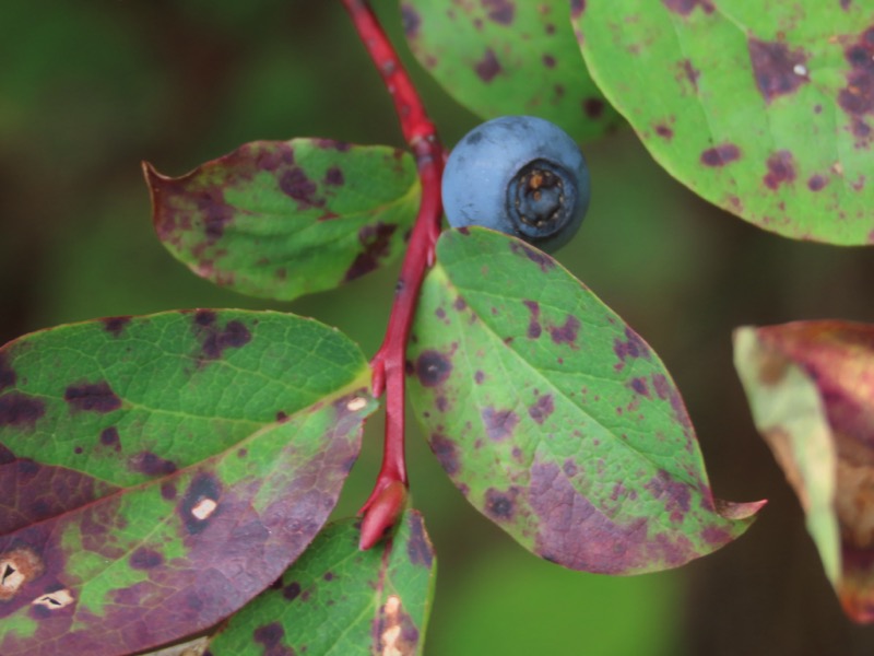 蝶ヶ岳、上高地右岸歩道