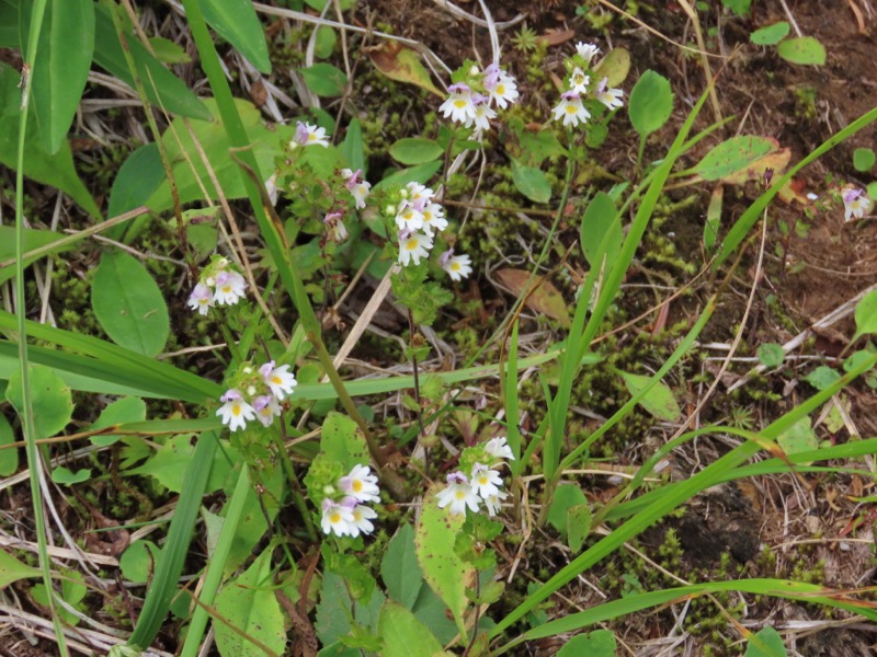 蝶ヶ岳、上高地右岸歩道