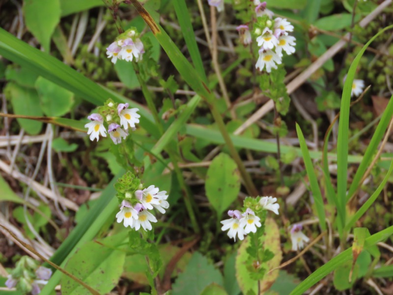 蝶ヶ岳、上高地右岸歩道