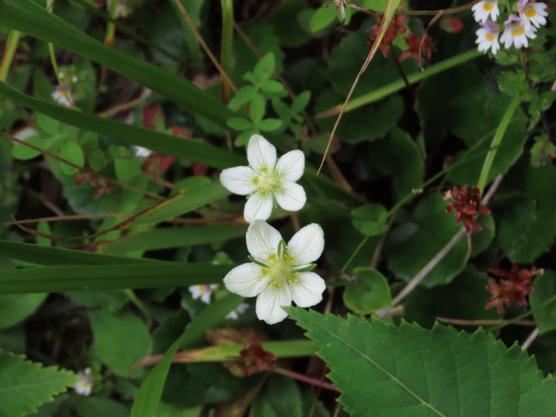 蝶ヶ岳、上高地右岸歩道