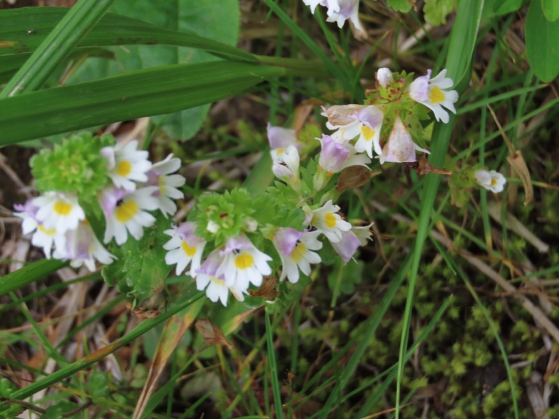 蝶ヶ岳、上高地右岸歩道