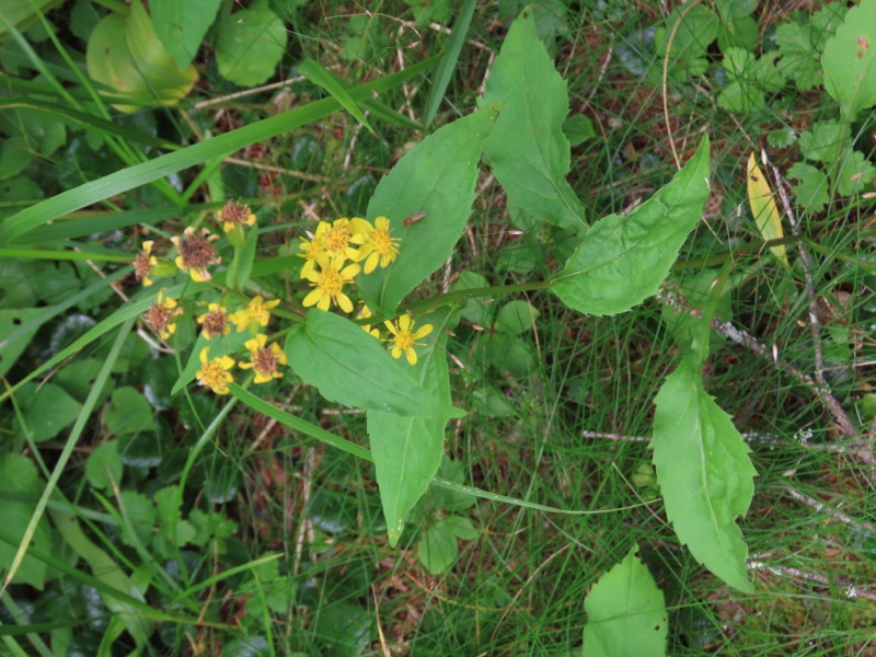 蝶ヶ岳、上高地右岸歩道