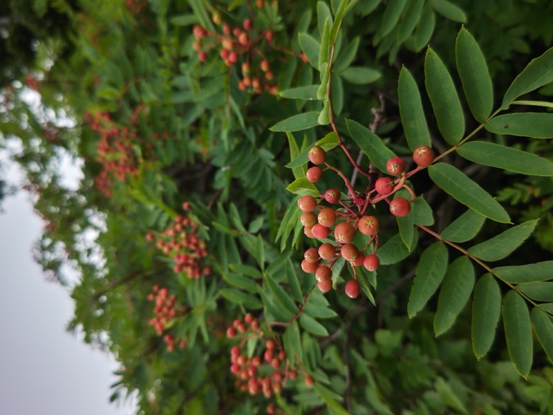 蝶ヶ岳、上高地右岸歩道
