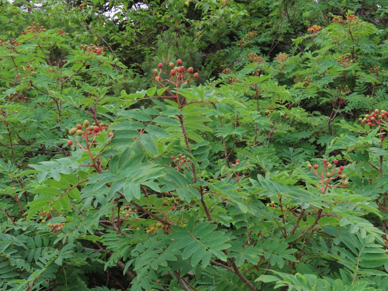 蝶ヶ岳、上高地右岸歩道