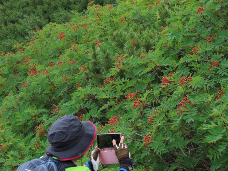 蝶ヶ岳、上高地右岸歩道