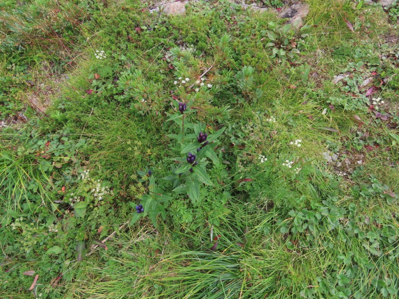 蝶ヶ岳、上高地右岸歩道