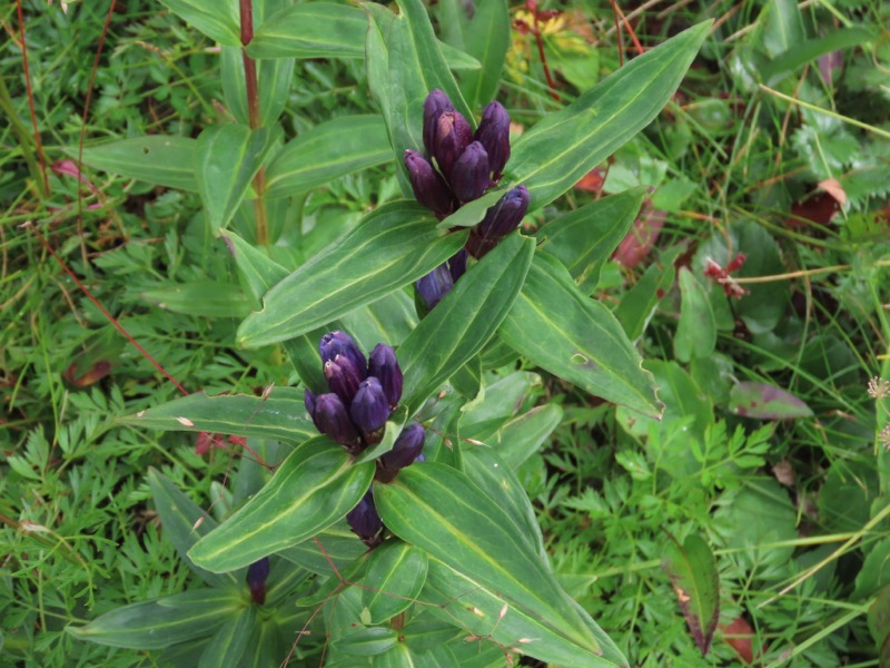 蝶ヶ岳、上高地右岸歩道