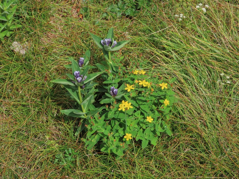 蝶ヶ岳、上高地右岸歩道